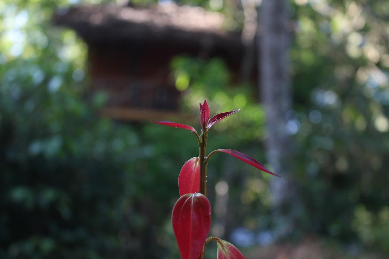 Villa Tree House-Midigama Weligama Esterno foto