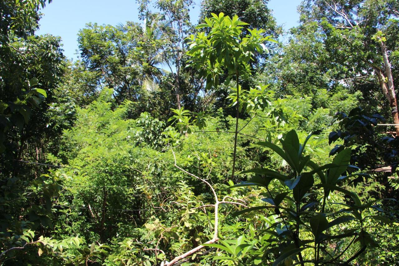 Villa Tree House-Midigama Weligama Esterno foto